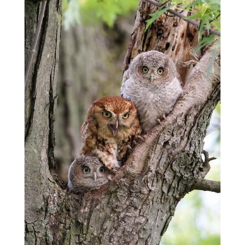 YEARLY SCREECH OWL HABITS IN THE OWL BOX HOUSE