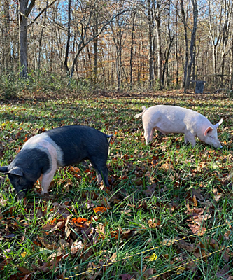Pasture Raised Pork Share