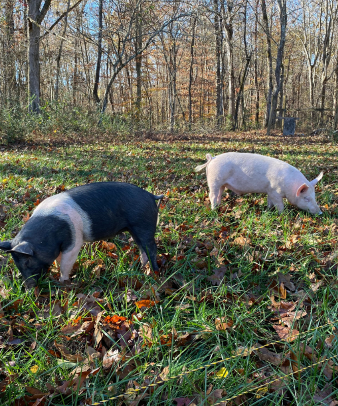 Pasture Raised Pork Share Pasture Raised Pork Share