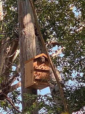 Vundahboah Amish Goods Screech Owl House Box Vundahboah Amish Goods Screech Owl House Box